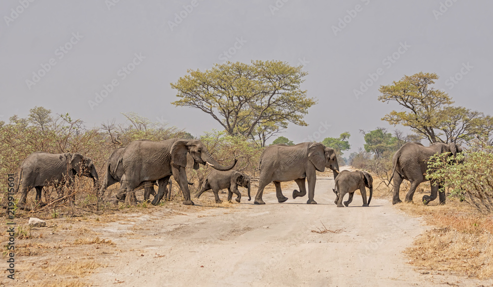 Fototapeta premium Elephants Crossing Road