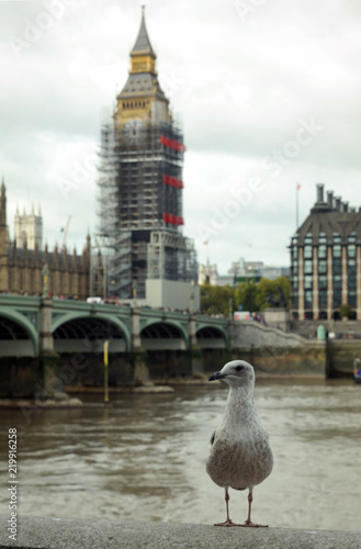 Seagull in Big Ben, London