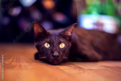 Oriental shorthair cat sitting and watching, gray animal pet, domestic kitty