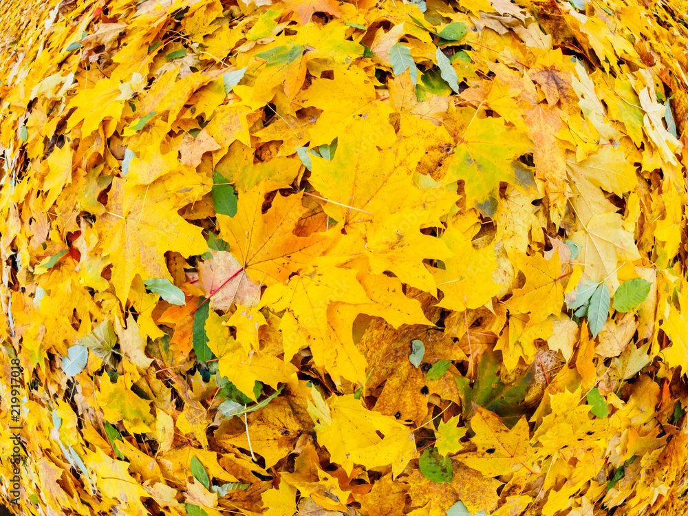Yellow maple fall foliage, autumn background