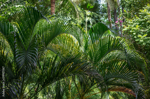 wild palm leaf garden  close up view