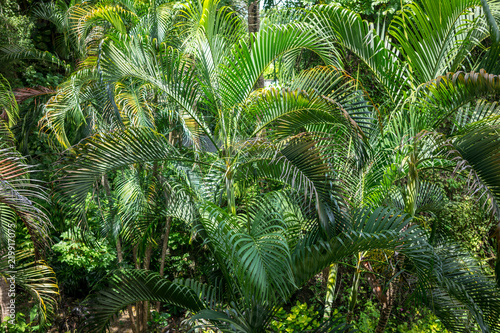 wild palm leaf garden  close up view