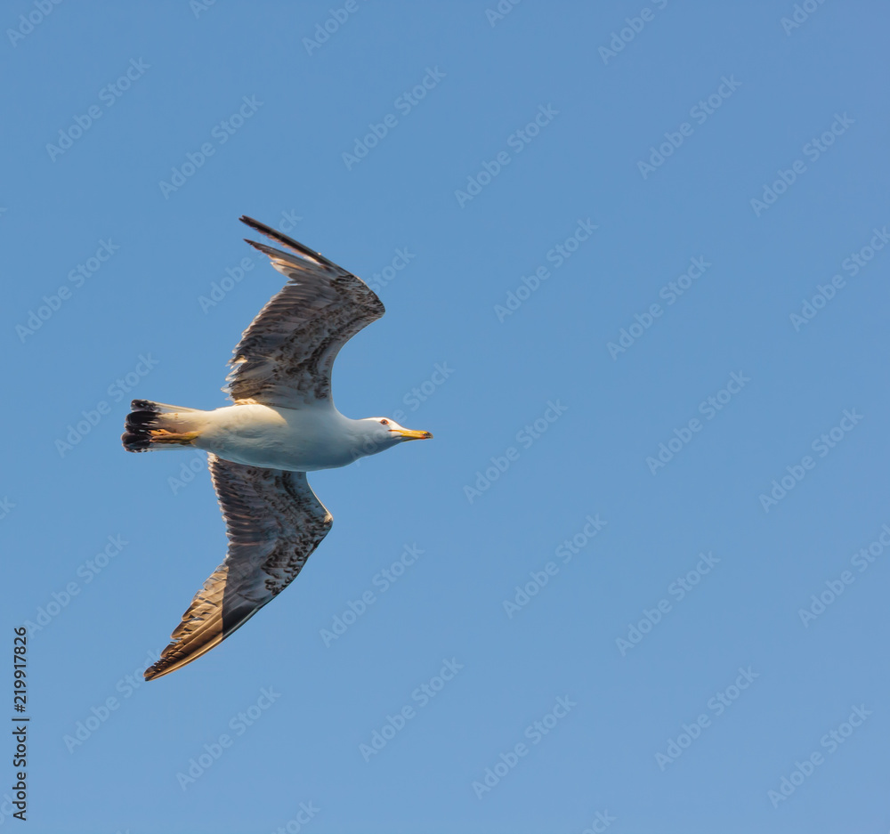 a seagull in flight /the seagull is a sea bird that lives in colonies a seagull in flight /the seagull is a sea bird that lives in colonies