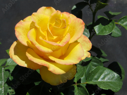 Beautiful yellow rose in the garden