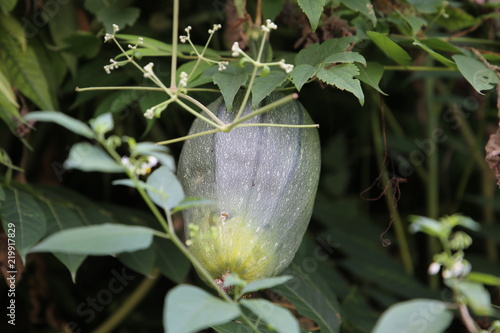 Cucurbita foetidissima Fruit  photo