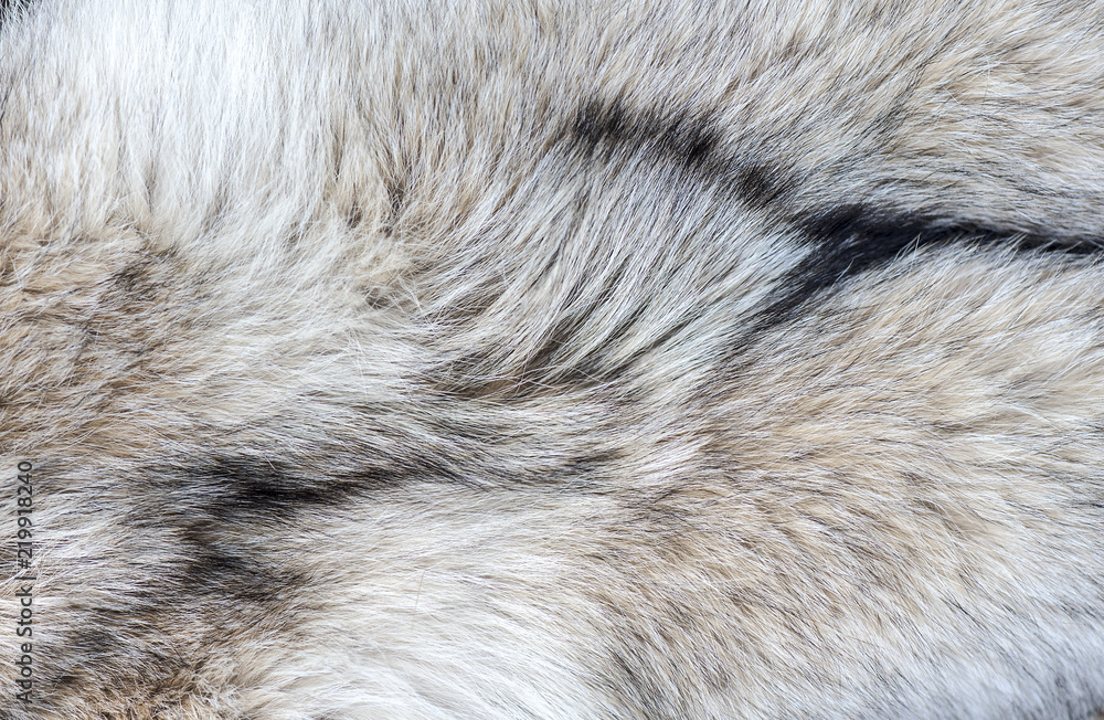 Fototapeta premium Close-up Szczegóły futra wilka jako tło lub tekstura