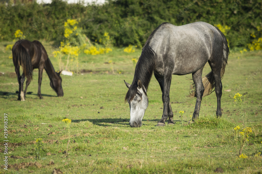 Caballos en el campo Caballos en el campo