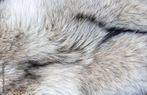 Close-up Detail of Wolf Fur as background or texture