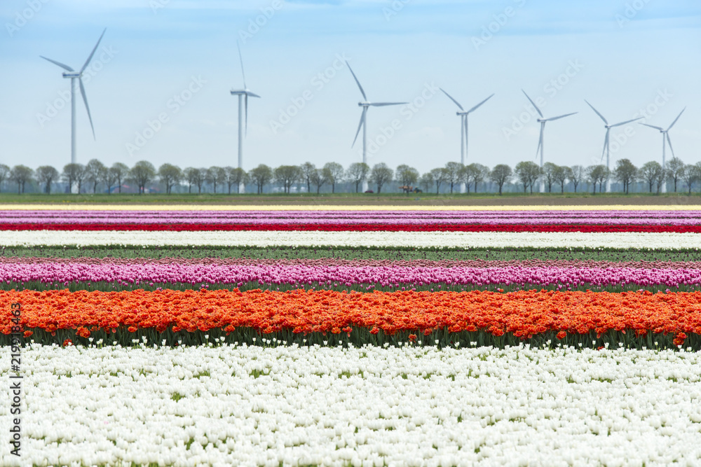Tulip fields with wind turbines