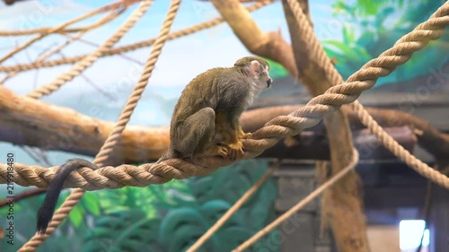 Common squirrel monke (Saimiri sciureus) in the glass cage of the zoo. photo