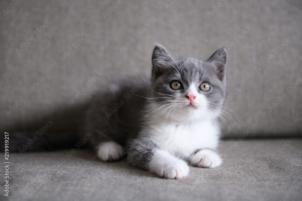 Cute British short hair cat