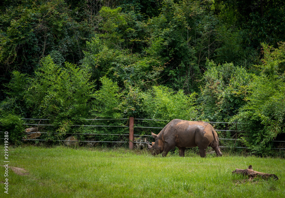 Fototapeta premium Rhinoceros in the Wild 