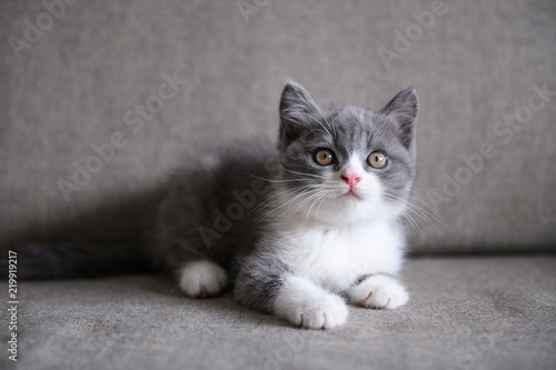 Cute British short hair cat © chendongshan