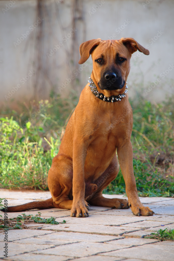 Portrait of Boerboel - Pit Bull vs Boerboel - German Shepherd mixed breed puppy Portrait of Boerboel - Pit Bull vs Boerboel - German Shepherd mixed breed puppy