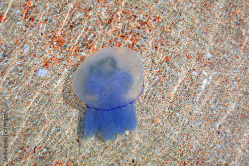 closeup of blue jellyfish under sea water photo