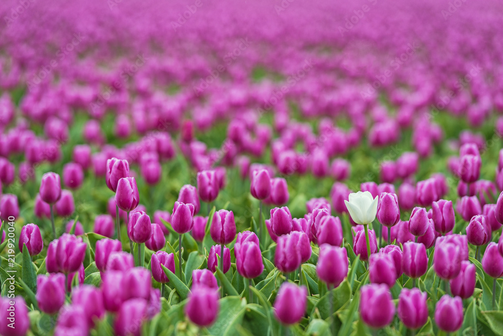 Tulip field