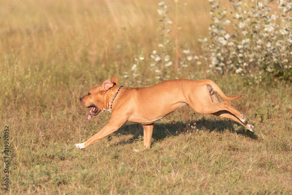 American staffordshire terrier run in the park