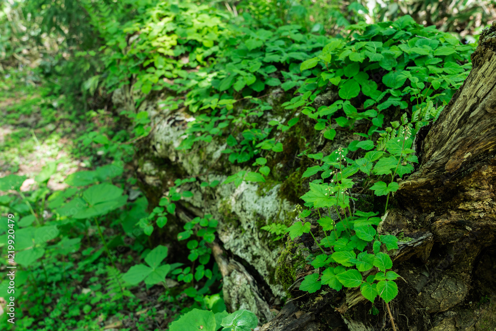 Fototapeta premium 初夏の笹ヶ峰高原