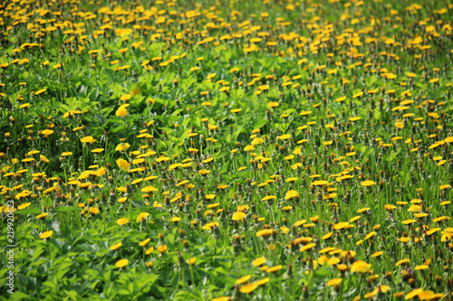 A dandelion meadow in spring season