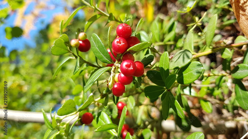 Red lingonberry in a pine forest with a blue sky