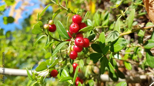 Red lingonberry in a pine forest with a blue sky