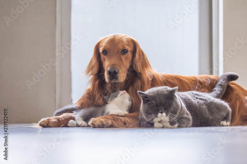Golden Retriever and two cats