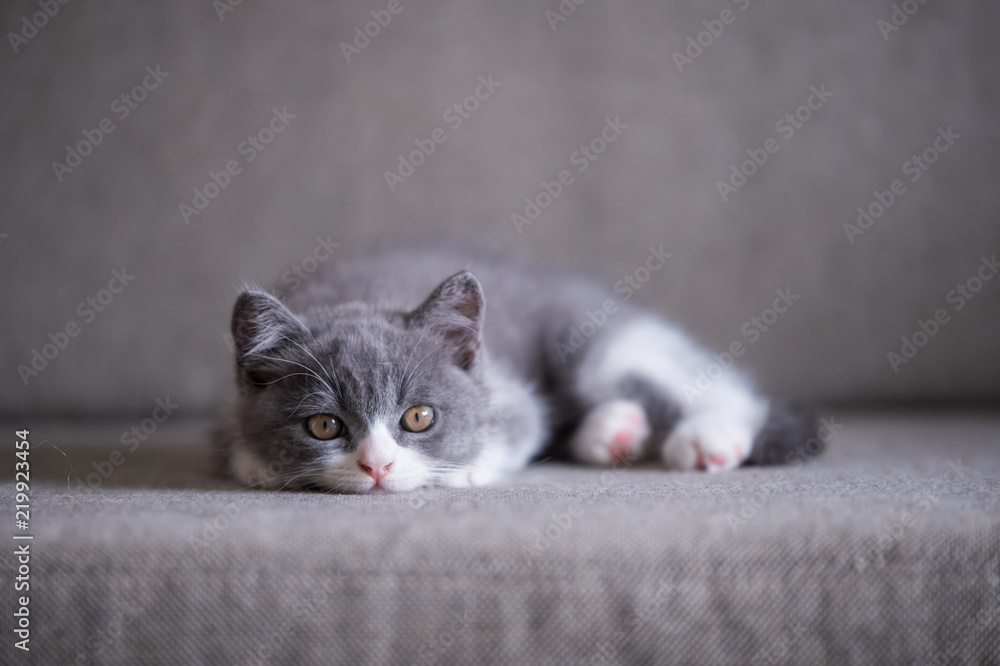 Naklejka premium Cute British short hair cat