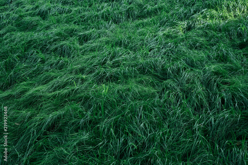 Texture of green grass Texture of green grass