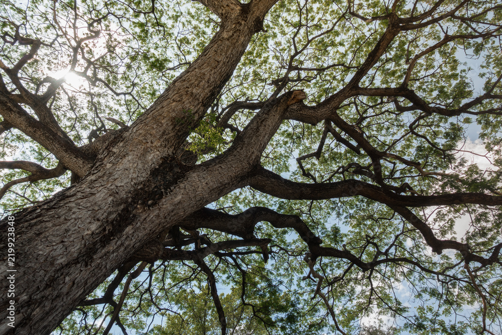 big tree trunk and branch with sunlight vertical shot of tree in a green forest background big tree trunk and branch with sunlight vertical shot of tree in a green forest background