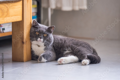 British short hair cat, shot indoors