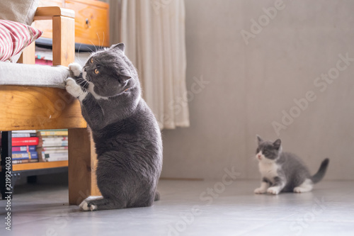 British short hair cat dad and Kitten