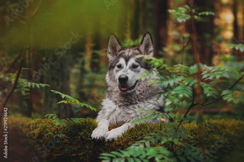 The dog walks in the forest like a wolf