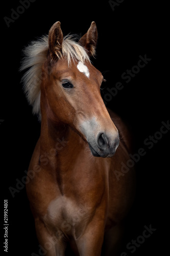 Fototapeta Naklejka Na Ścianę i Meble -  Portrait of a red foal on a black background