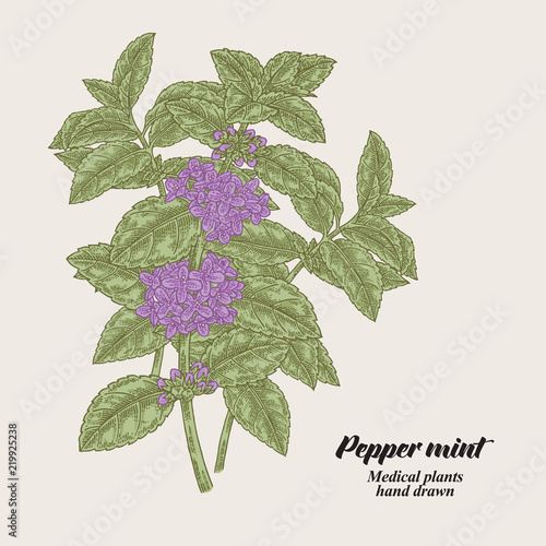 Pepper mint branch with leaves and flowers. Medical herbs collection. Hand drawn vector illustration.