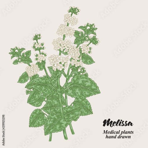 Melissa Officinalis branch with leaves and flowers. Medical herbs collection. Hand drawn vector illustration.