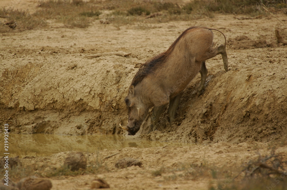 Fototapeta premium Warzenschwein
