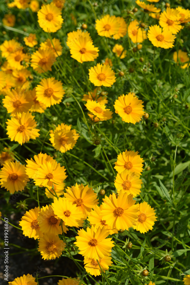 Star tickseed Star tickseed