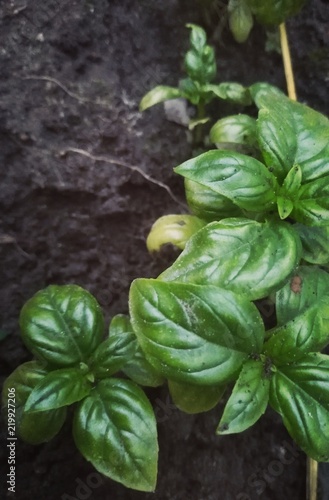 Basil, seasoning, green, taste, plant