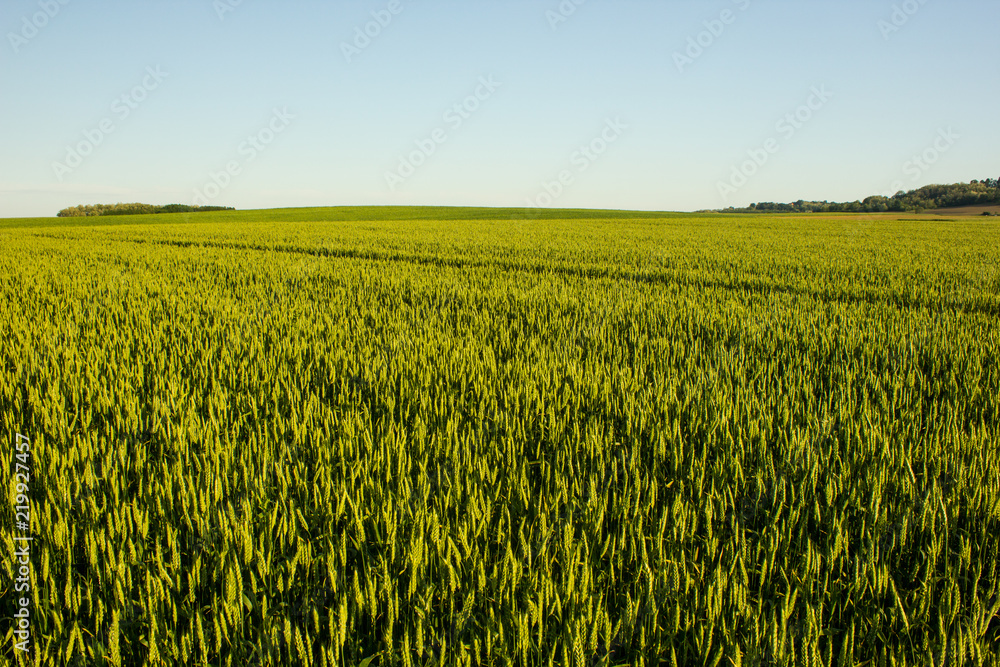 Agricultural landscape in northern Croatia Agricultural landscape in northern Croatia