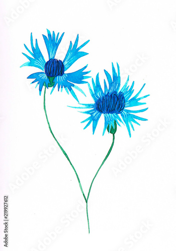 Watercolor handmade blue cornflower