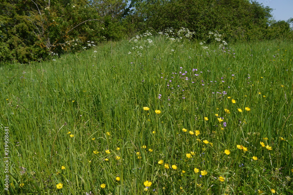 Blühende Wiese mit Wildblumen Blühende Wiese mit Wildblumen