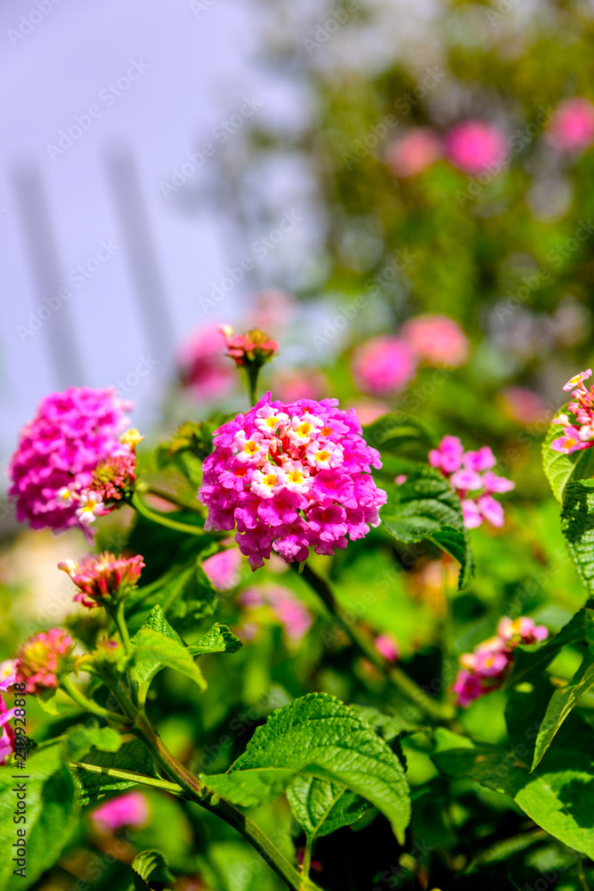Obraz premium Beautiful pink exotic flowers. Close up photography from French Riviera.