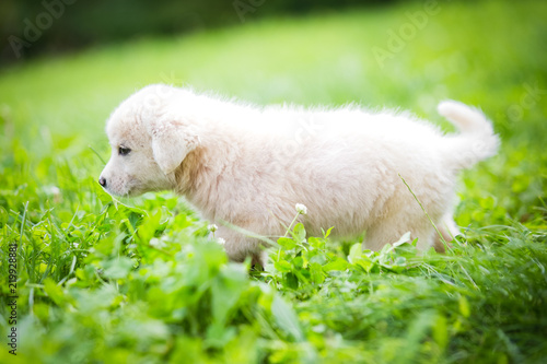 White puppy in the grass 