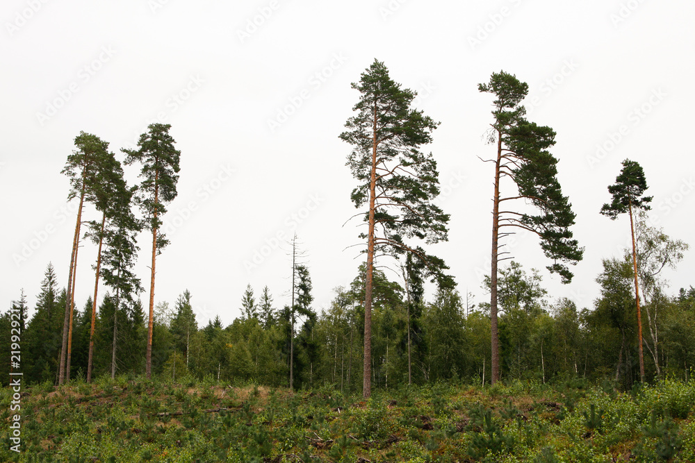 Obraz premium A few trees in a forest.