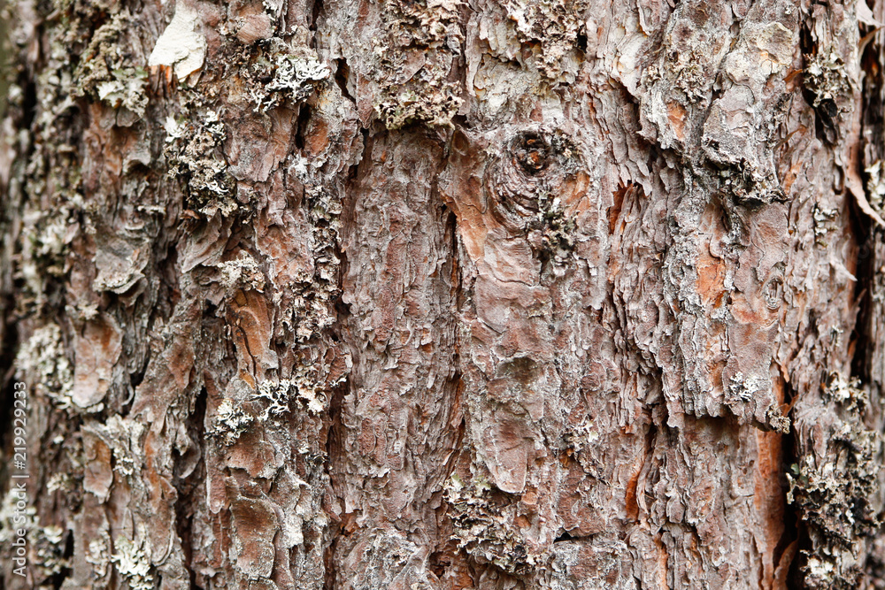 Obraz premium Beautiful wood, tree, forest pattern style backgorund for different purposes. 