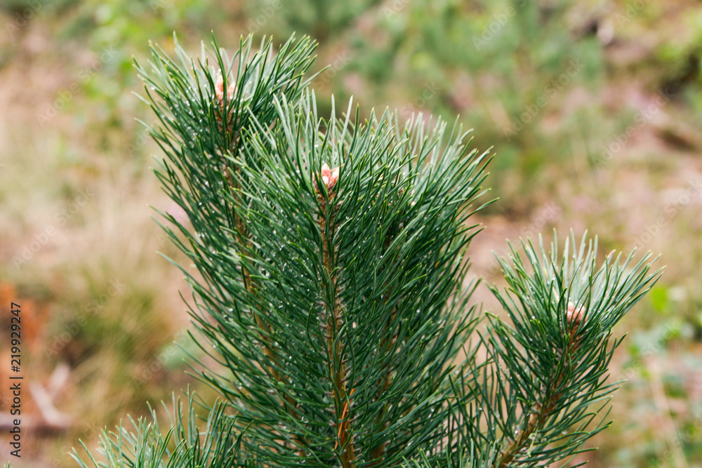 Small, green pine tree branch details. Small, green pine tree branch details.