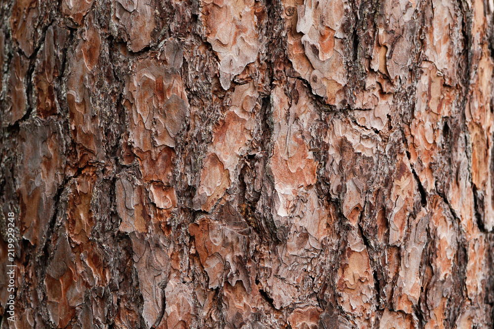Beautiful texture of a interesting tree. Beautiful texture of a interesting tree.