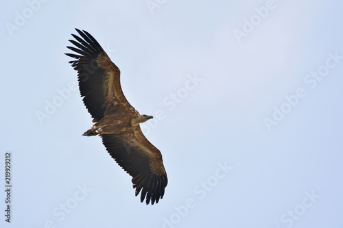Griffon Vulture - Gyps fulvus  Crete