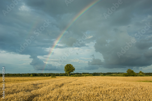 One tree in the field and rainbow in a cloudy sky