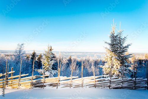 Vinterlandskap i Dalarna Sverige med snötäkta grantoppar  photo
